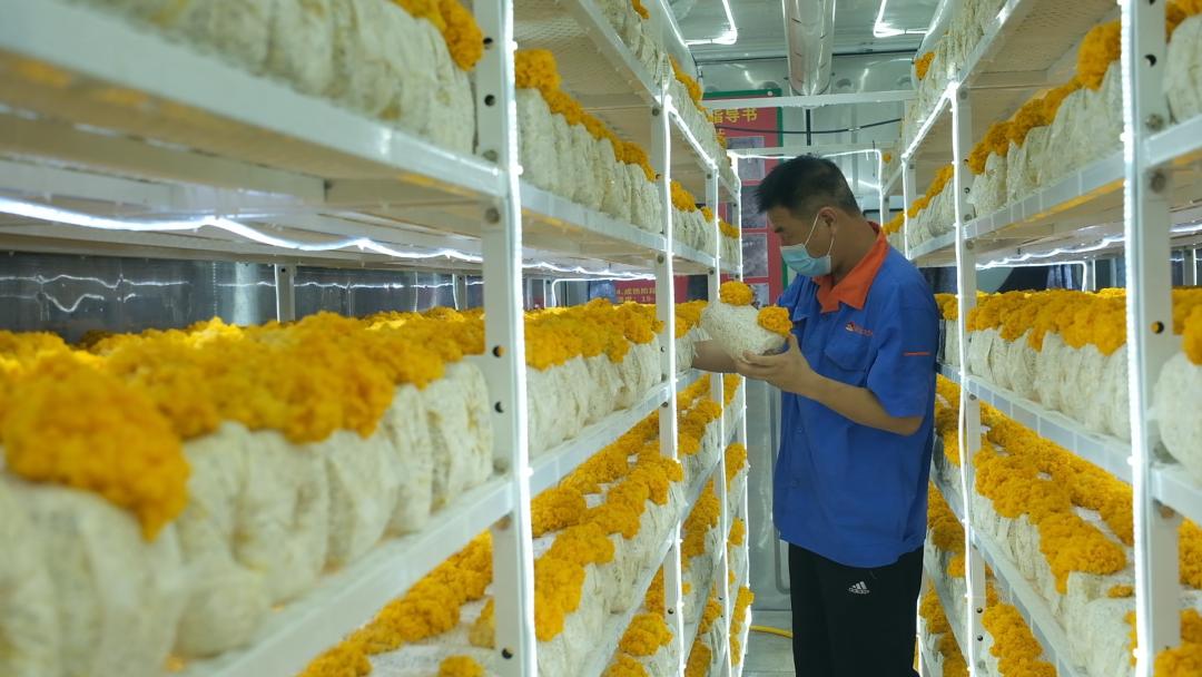 ɽ�|���f�����S�𡱮a�I(y��)����ġ������������Ƽ���(w��n)�a��